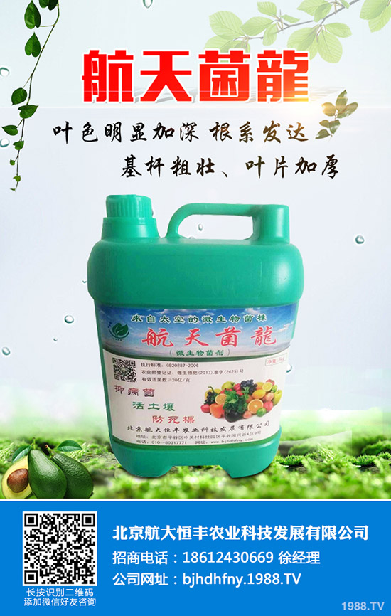 佛手瓜的種植方法有哪些？佛手瓜如何種植易高產(chǎn)？