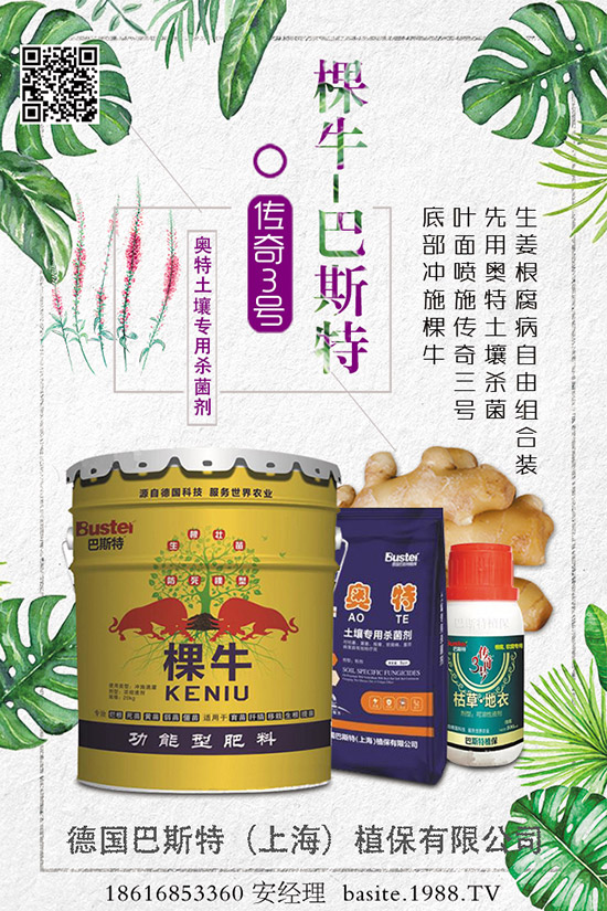 菜豆要高產(chǎn)，種植方法很重要！菜豆如何高產(chǎn)栽培呢？