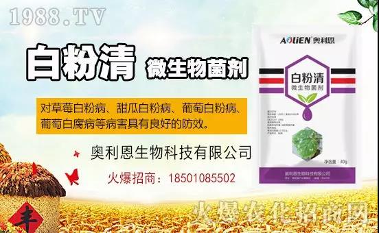 �׷۲��������y�p���� ӛס�@��ˎ����Ч���ΰ׷۲����P����