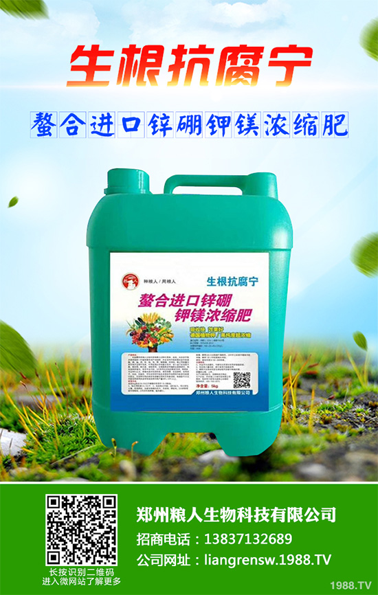 新鮮天麻和干天麻有哪些區(qū)別?那個(gè)效果更好?