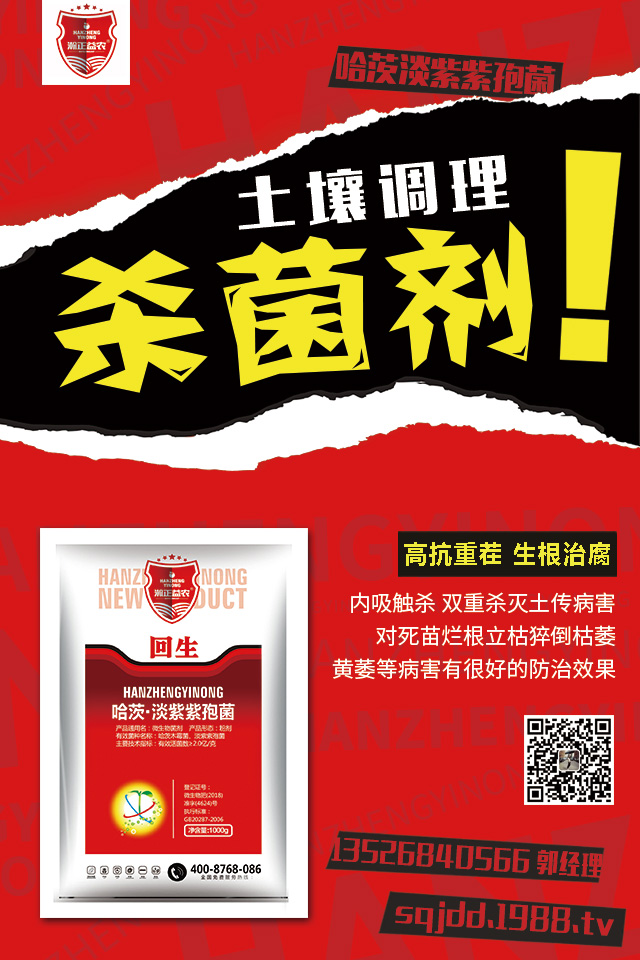 辣椒晚疫病危害大,辣椒晚疫病防治技巧