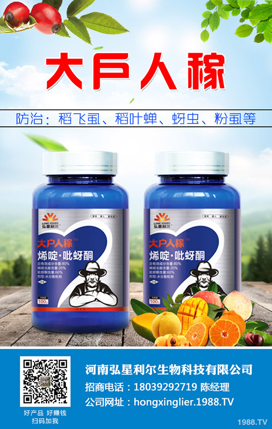 洋蔥種植后要怎么管理？洋蔥種植管理技術(shù)要點！