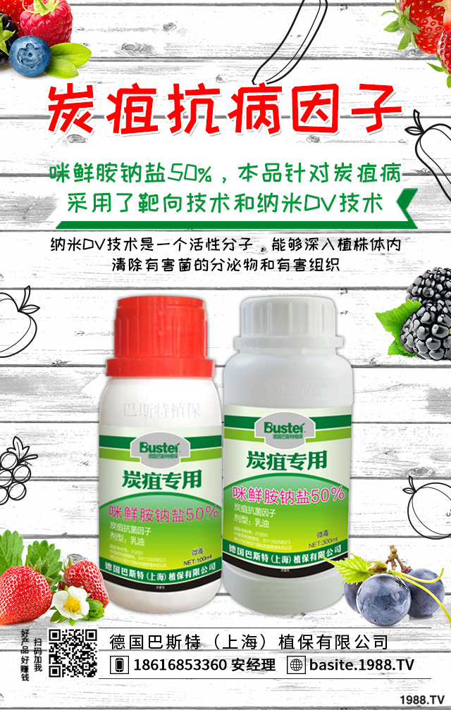 煙草炭疽病怎么辦？煙草炭疽病有效防治技巧