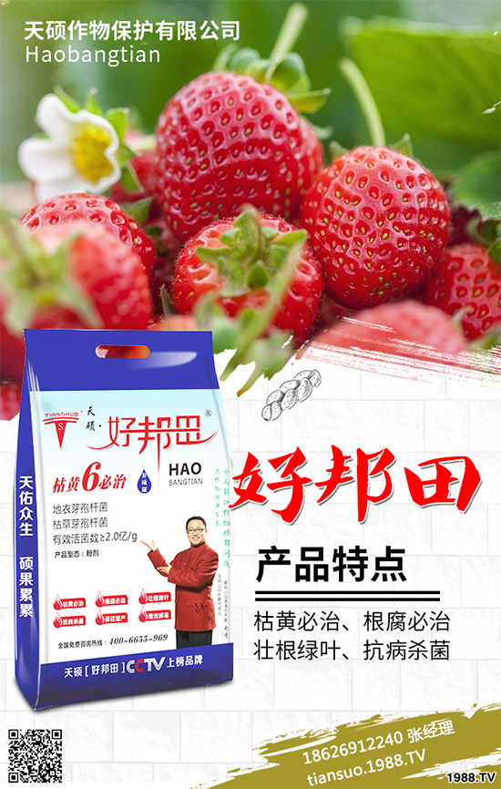 萵苣霜霉病危害這么大,你知道該如何防治嗎?萵苣霜霉病防治方法