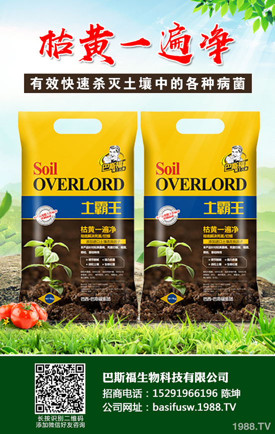 蒜黃該如何種植，蒜黃的高效栽培技術(shù)有哪些？