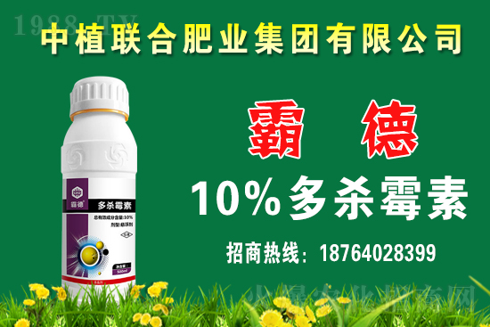 今日小麥價格行情如何？春節(jié)前小麥價格還會上漲嗎？