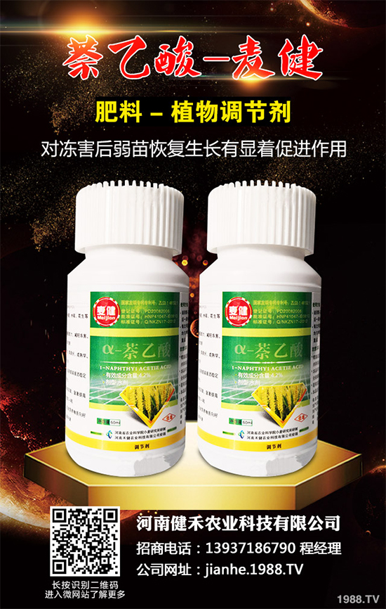 清水蓮菜該如何種植？怎樣才能獲得高產(chǎn)？清水蓮菜高產(chǎn)種植技術！
