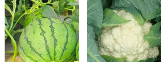 �����v�S�r(n��ng)�I(y��)�Ƽ����޹�˾2_16