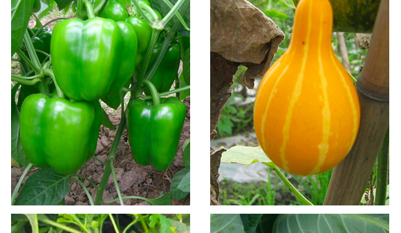 �����v�S�r(n��ng)�I(y��)�Ƽ����޹�˾2_15