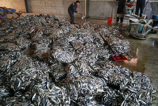 魚(yú)蛋白原料供應(yīng)商