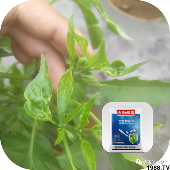 Ч������