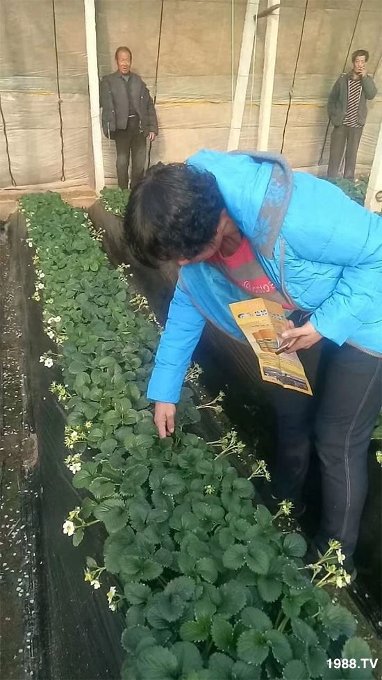 水溶肥市場(chǎng)大變革。亢T寰、魚蛋白將被它代替!1000多用戶鼎力推薦!