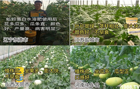 水溶肥市場(chǎng)大變革?海藻精、魚蛋白將被它代替!1000多用戶鼎力推薦!