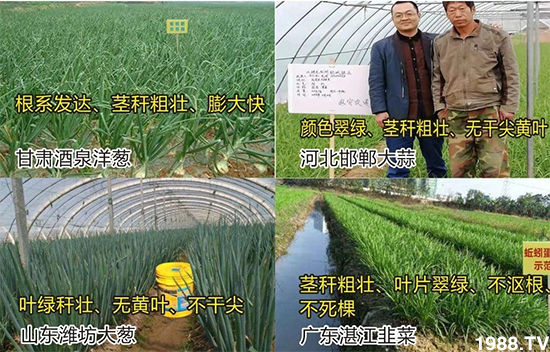 水溶肥市場(chǎng)大變革。亢T寰、魚蛋白將被它代替!1000多用戶鼎力推薦!