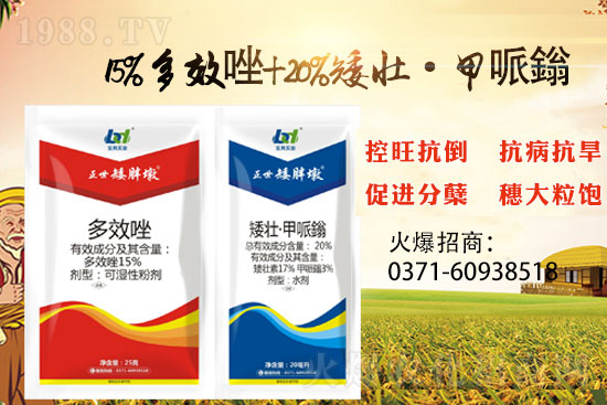 小麥冬前旺長(zhǎng)產(chǎn)量損失大,小麥控旺就選“正世矮胖墩”!