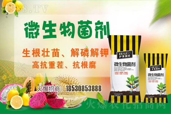 草莓爛根現(xiàn)象頻繁發(fā)生，主要源于什么病害？