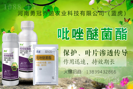 合作升級，勇冠喬迪（藍虎）再簽1988.TV，共創(chuàng)新輝煌！