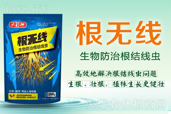 根結線蟲殺死容易殺絕難!這樣防治效果好到驚人!