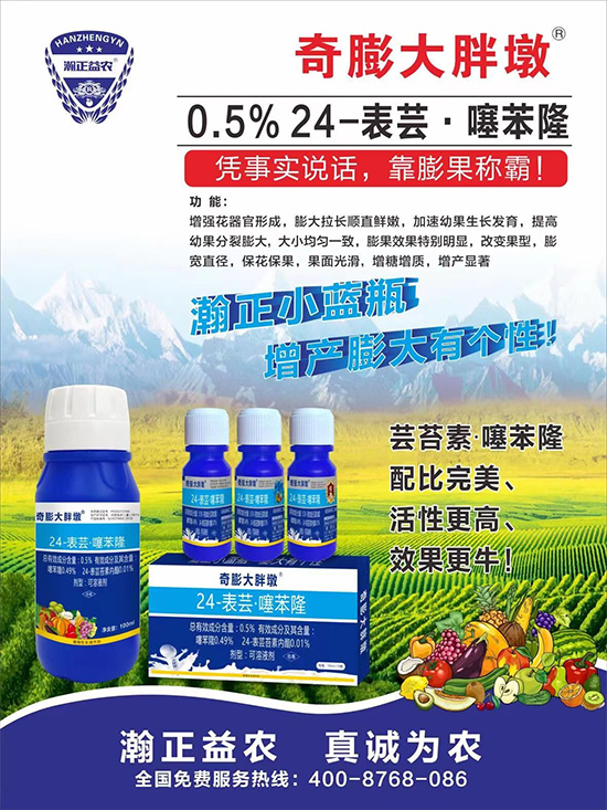 “作物要高產(chǎn),膨果是關(guān)鍵!”果實(shí)膨大快、轉(zhuǎn)色好、賣(mài)相佳,后期的產(chǎn)量和品質(zhì)才有。近來(lái)許多的果農(nóng)菜農(nóng)紛紛反映自家的作物坐不住果、膨果慢甚至不膨果,即便膨果,后期軟果空果等情況頻繁發(fā)生,