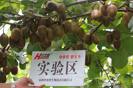 獼猴桃需肥特點(diǎn)有哪些？獼猴桃膨大肥怎么施