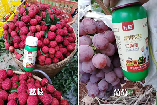 �t���ء�ֻ���D(zhu��n)ɫ�������D(zhu��n)ɫ���������߼t���ó