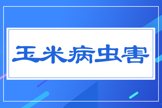 玉米穗期病蟲(chóng)害