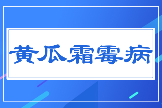 黃瓜霜霉病