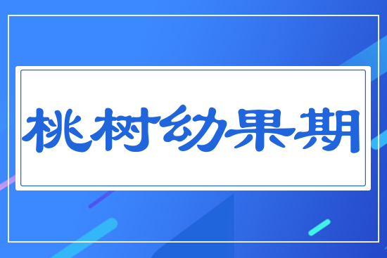桃樹(shù)幼果期