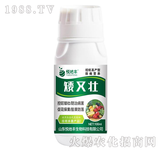 矮又壯-悅地豐