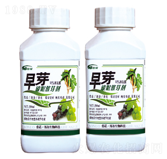 ���ߴ�ѿ��-��ѿ-������