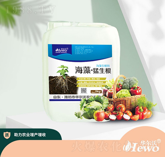 海藻·猛生根-華爾沃