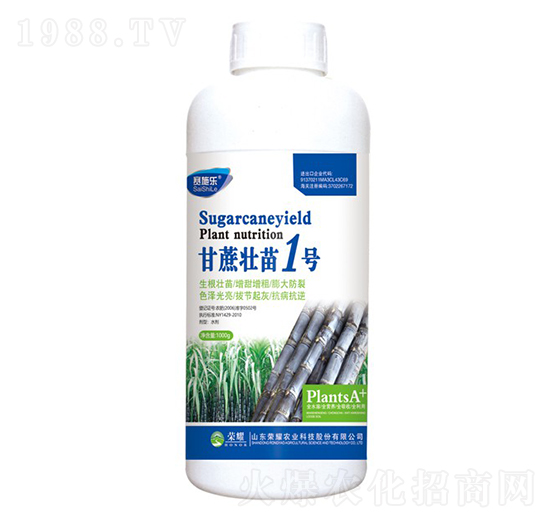 甘蔗壯苗1號（瓶）-賽施樂-榮耀農(nóng)業(yè)