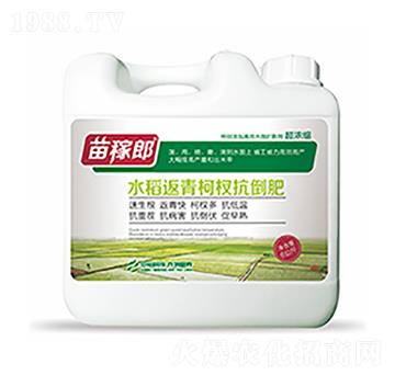 水稻返青柯杈抗倒肥-中?？萍? width=