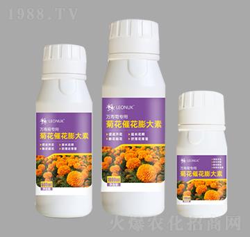 菊花催花膨大素（萬壽菊專用）-萊昂化學