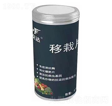 移栽片 邁安達