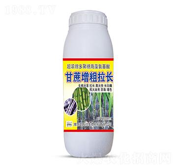 甘蔗增粗拉長-圣氏潤