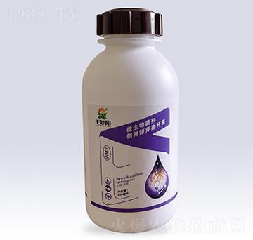 微生物菌劑側(cè)孢短芽孢桿菌-王夢(mèng)陽(yáng)-文隆夢(mèng)陽(yáng)
