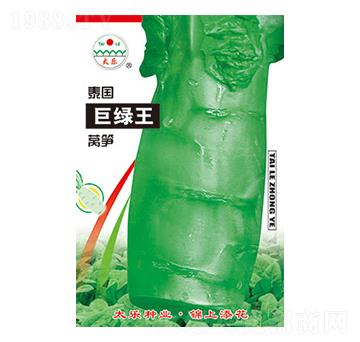 萵筍種子-泰國(guó)巨綠王-太樂(lè)種業(yè)