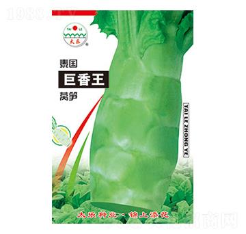 萵筍種子-泰國(guó)巨香王-太樂(lè)種業(yè)