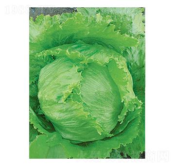 生菜種子-太樂(lè)種業(yè)