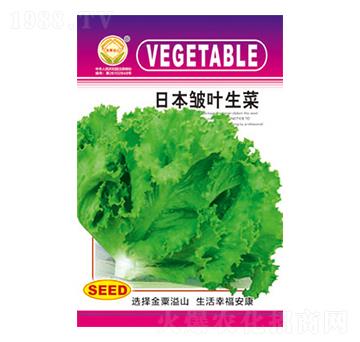 生菜種子-日本皺葉生菜-太樂(lè)種業(yè)