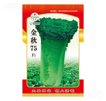 白菜種子-金秋75-太樂種業(yè)