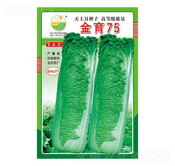 白菜種子-金育75-太樂種業(yè)