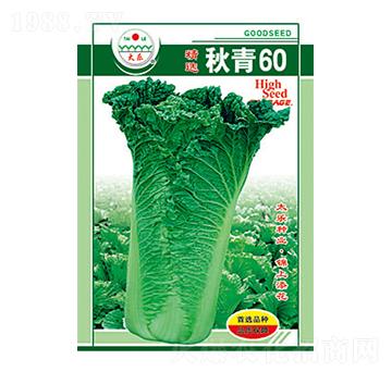 白菜種子-秋青60-太樂種業(yè)